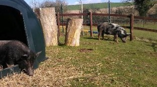 pigs National Animal Welfare Trust.jpg